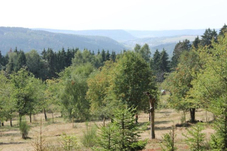 Gartenhaus - Dietzhaeuschen Suhl Exterior photo